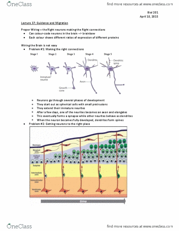 BIOL 201 Lecture Notes - Lecture 37: Dendritic Spine, Neural Development, Cell Migration thumbnail