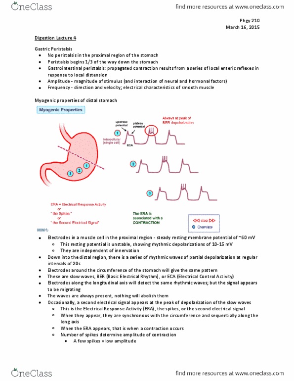 PHGY 210 Lecture Notes - Lecture 4: Resting Potential, Peristalsis, Stroke Volume thumbnail