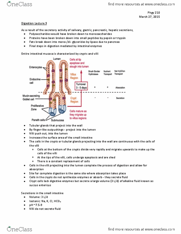 PHGY 210 Lecture Notes - Lecture 9: Gastrointestinal Tract, Small Intestine, Trypsin thumbnail