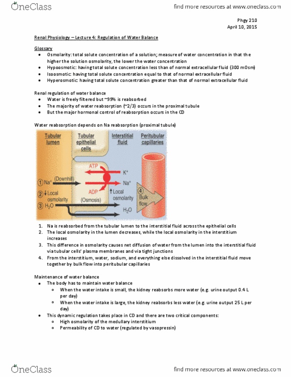 PHGY 210 Lecture Notes - Lecture 4: Tubular Fluid, Proximal Tubule, Extracellular Fluid thumbnail