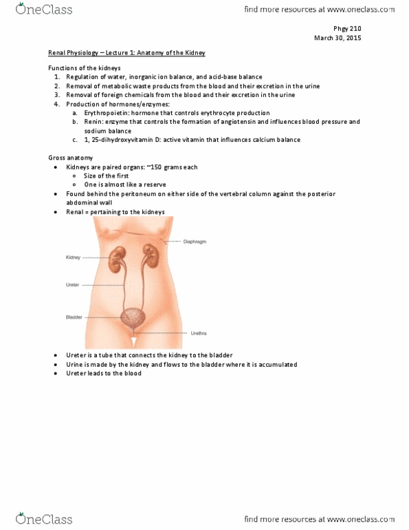 PHGY 210 Lecture Notes - Lecture 1: Gross Anatomy, Abdominal Wall, Ureter thumbnail