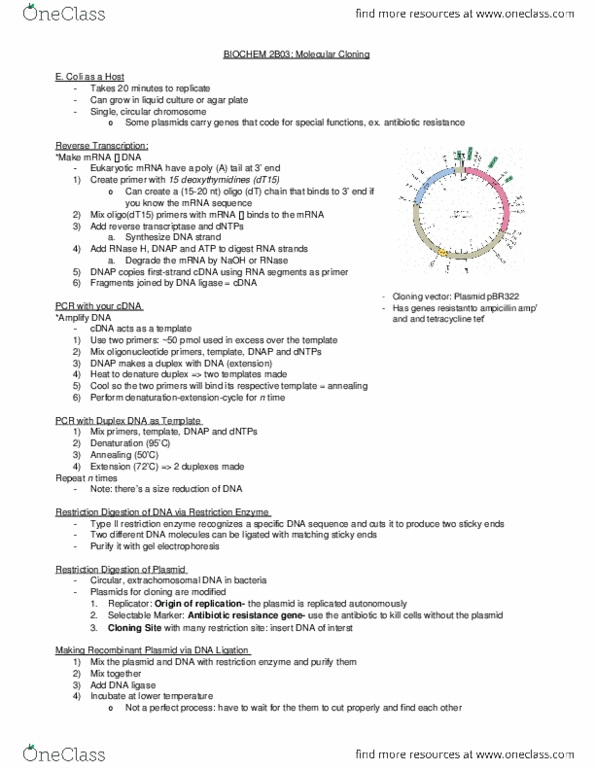 BIOCHEM 2B03 Chapter Notes - Chapter 4: Cloning Vector, Pbr322, Plasmid thumbnail