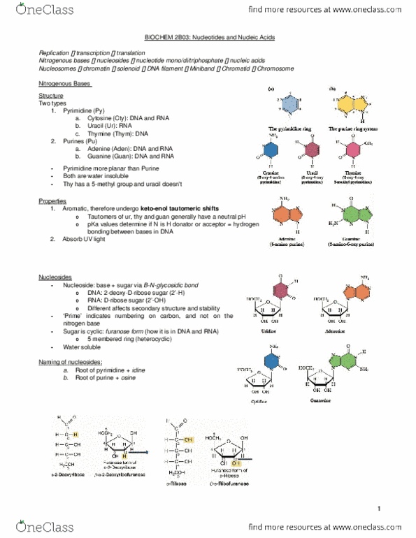 BIOCHEM 2B03 Chapter Notes - Chapter 1: Solenoid, Pyrimidine, Uracil thumbnail