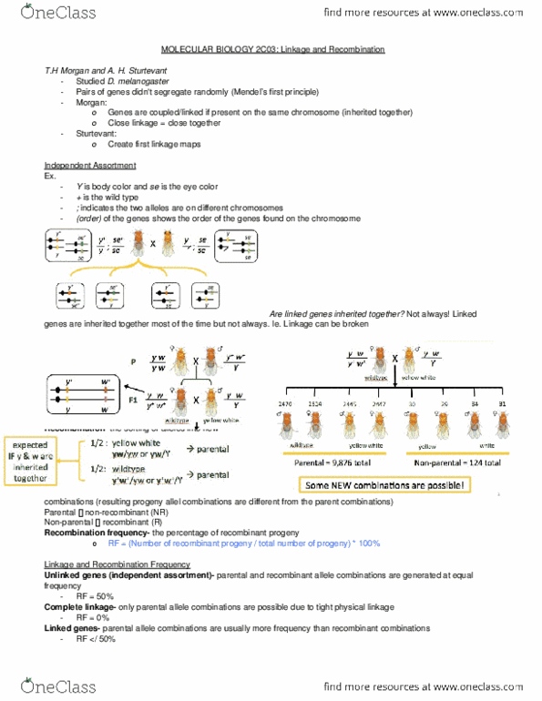 BIOLOGY 2C03 Lecture Notes - Lecture 4: Wild Type, Phenotype thumbnail