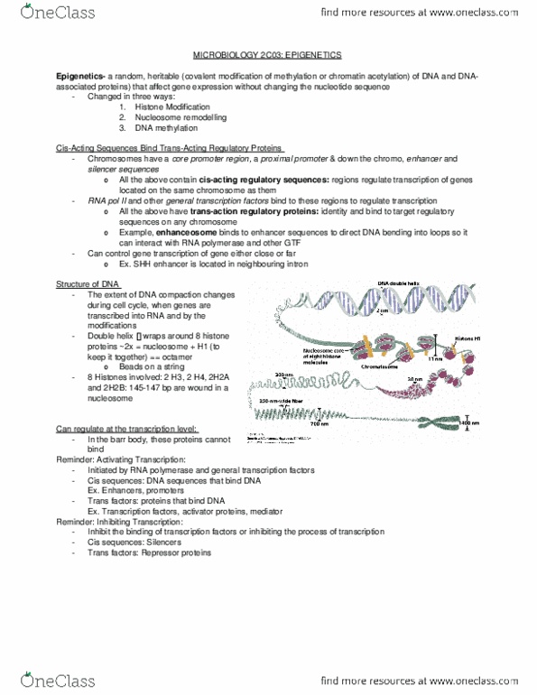BIOLOGY 2C03 Lecture Notes - Lecture 3: Ctcf, Meiosis, Cpg Site thumbnail