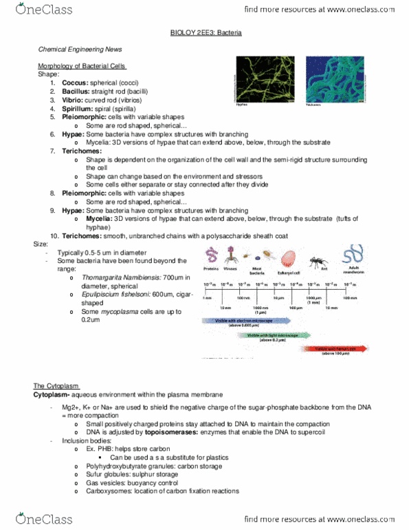 BIOLOGY 2EE3 Lecture Notes - Lecture 2: Cell Wall, Peptidoglycan, Brucella Melitensis thumbnail