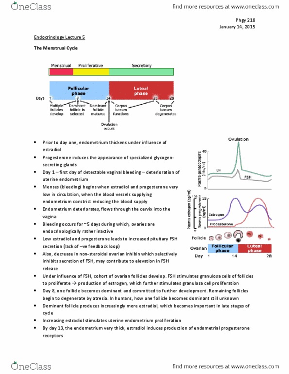 PHGY 210 Lecture Notes - Lecture 5: Granulosa Cell, Progesterone Receptor, Endometrium thumbnail