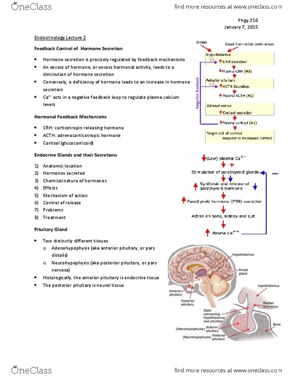 PHGY 210 Lecture Notes - Lecture 2: Posterior Pituitary, Anterior Pituitary, Pituitary Gland thumbnail