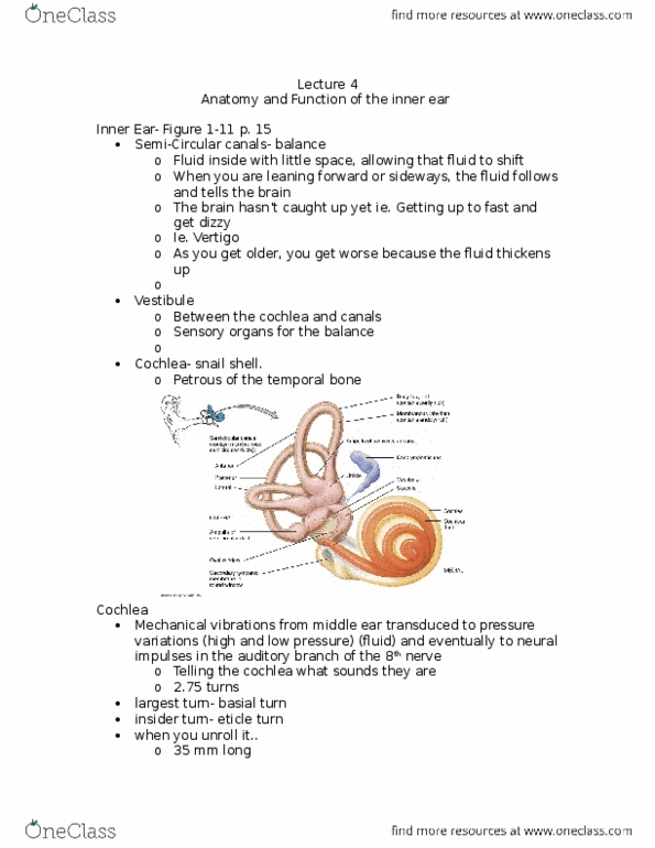 LING 3P97 Lecture Notes - Lecture 4: Cochlea, Middle Ear, Temporal Bone thumbnail