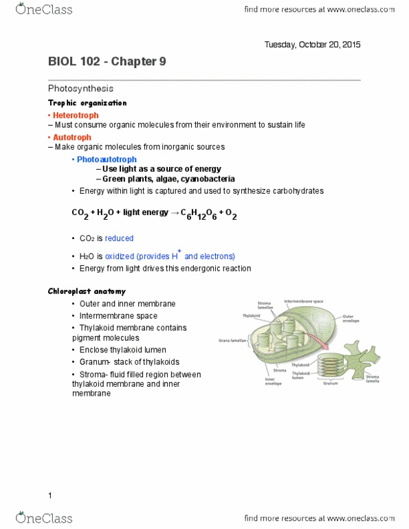 BIOL 102 Chapter Notes - Chapter 10: Intermembrane Space, Endergonic Reaction, Thylakoid thumbnail