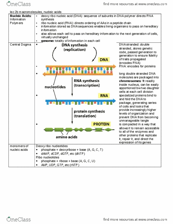 BIOL130 Lecture Notes - Lecture 2: Deoxyribose, Ribose, Chromosome thumbnail