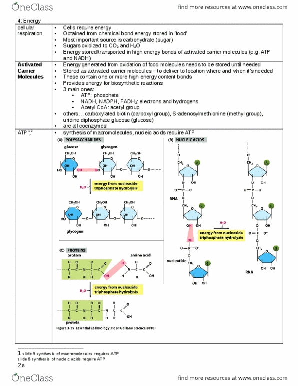 BIOL130 Lecture Notes - Lecture 4: Inner Membrane, Fructokinase, Hexokinase thumbnail