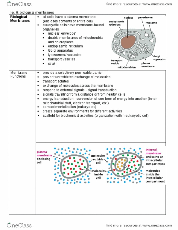 BIOL130 Lecture Notes - Lecture 6: Galactocerebroside, Rhodamine, Mitochondrion thumbnail