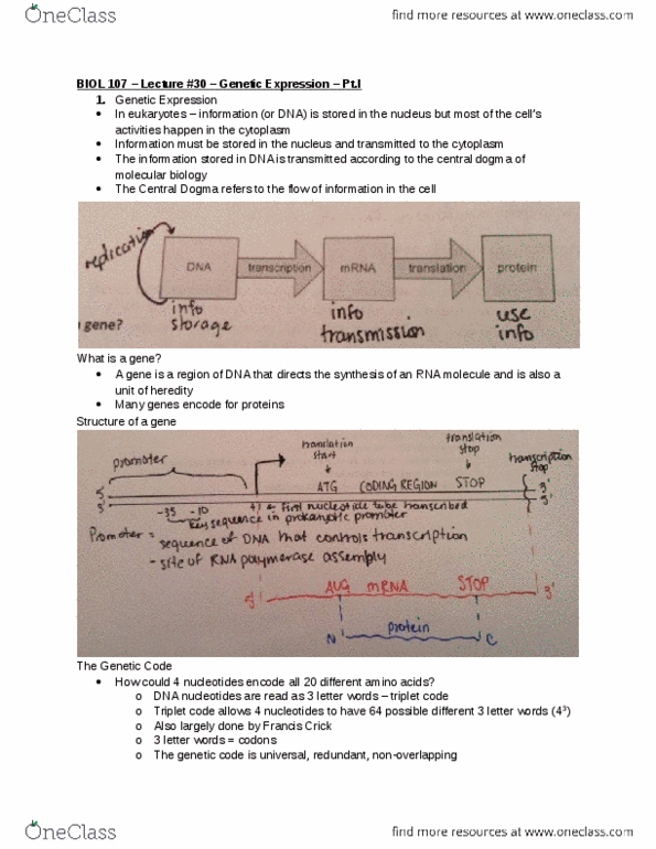 BIOL107 Lecture Notes - Lecture 30: Methionine, Mena, Francis Crick thumbnail