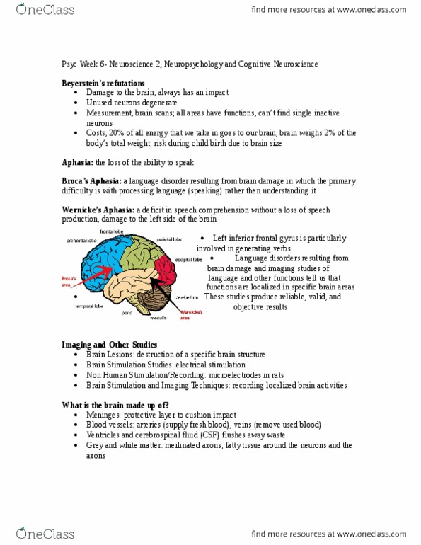 PSYC 100 Lecture Notes - Lecture 6: Inferior Frontal Gyrus, Aphasia, Grey Matter thumbnail
