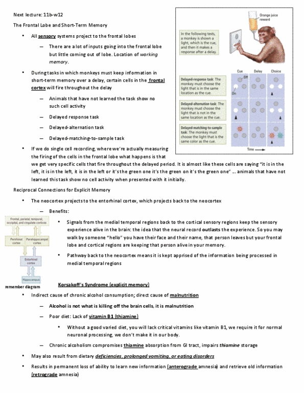 PSYC 2800 Chapter Notes -Hypothalamus, Olfactory Bulb, Orange Juice thumbnail