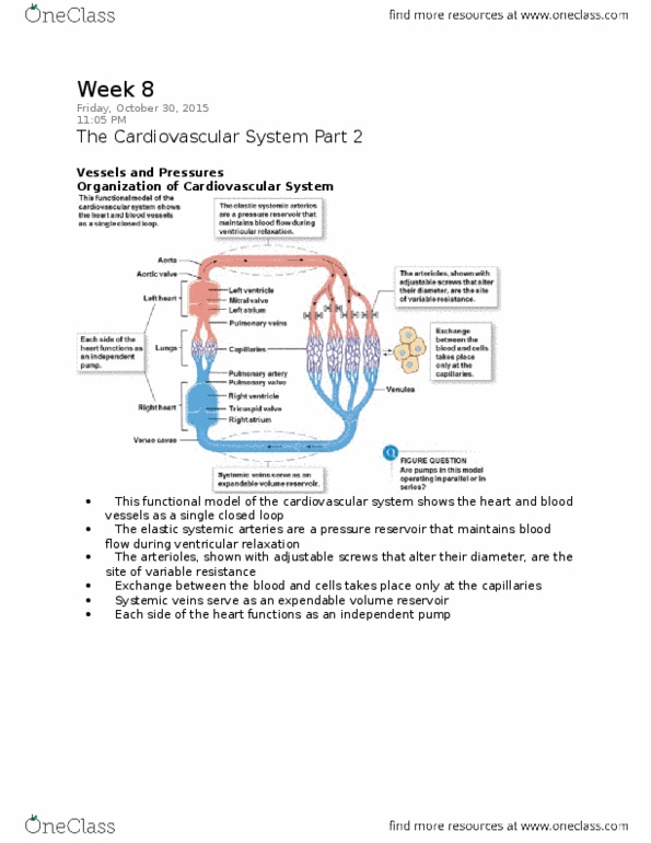 BIOL 2P97 Lecture 8: The Cardiovascular System Part 2 thumbnail
