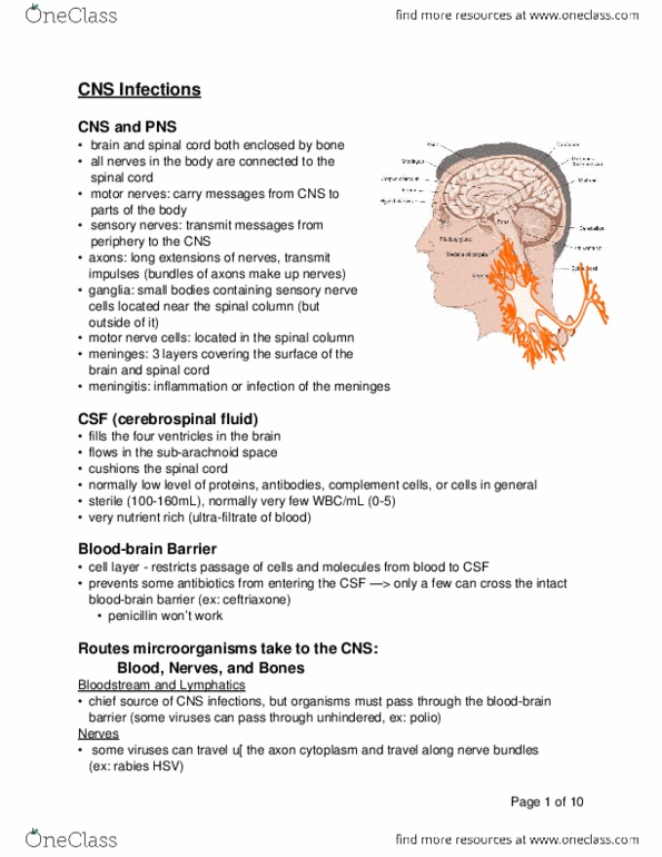 MMI133 Lecture Notes - Lecture 23: Nociceptor, Rabies Virus, Ceftriaxone thumbnail