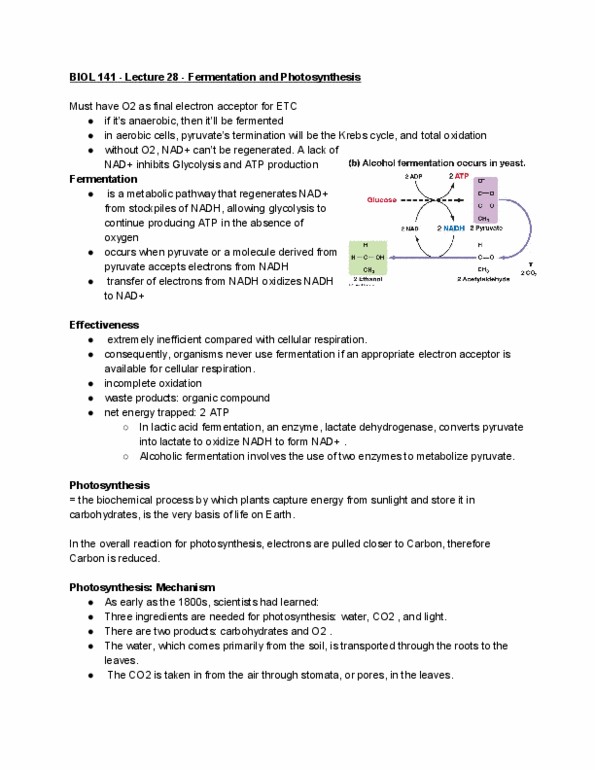 BIOL 141 Lecture Notes - Lecture 28: Cellular Respiration, Metabolic Pathway, Pyruvic Acid thumbnail