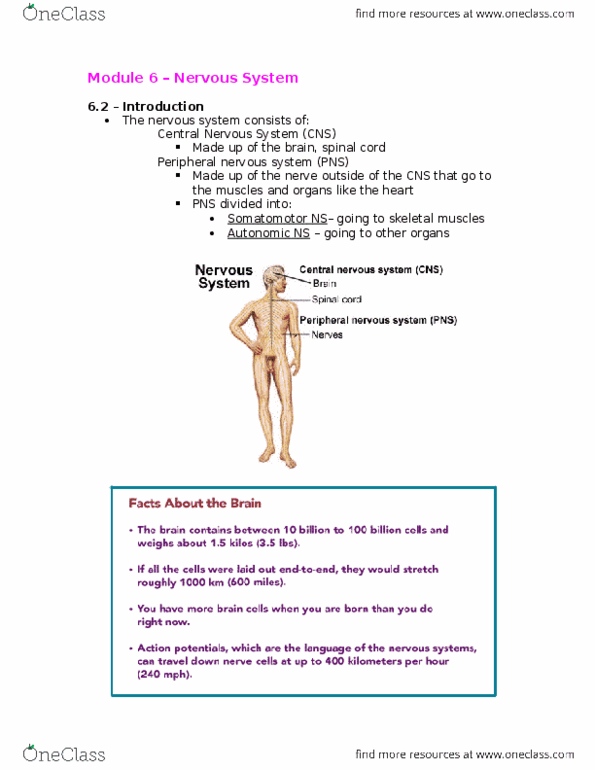 Physiology 2130 Lecture Notes - Lecture 6: Peripheral Nervous System, Autonomic Nervous System, Spinal Cord thumbnail