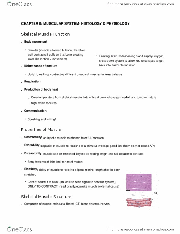 KINESIOL 1Y03 Lecture Notes - Lecture 10: Skeletal Muscle, Endomysium, Myofilament thumbnail