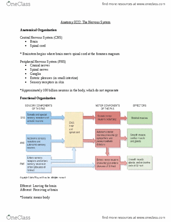 Kinesiology 3222A/B Lecture Notes - Lecture 1: Axon, Anterior Cerebral Artery, Eyelid thumbnail