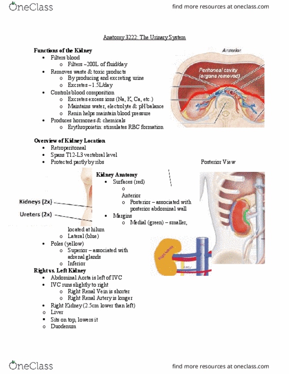 Kinesiology 3222A/B Lecture Notes - Lecture 5: Sphincter, Autonomic Nervous System, Corpus Spongiosum Penis thumbnail