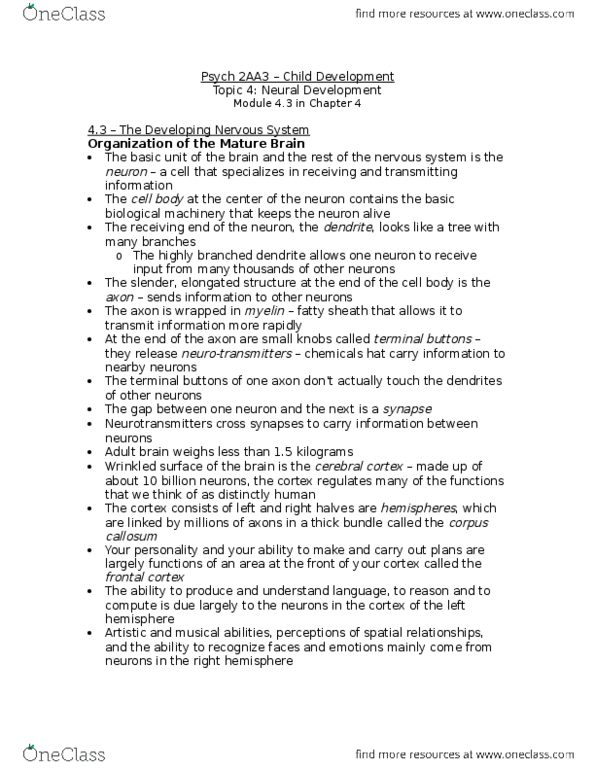 PSYCH 2AA3 Chapter Notes - Chapter 4: Neural Tube, Synaptic Pruning, Neural Plate thumbnail