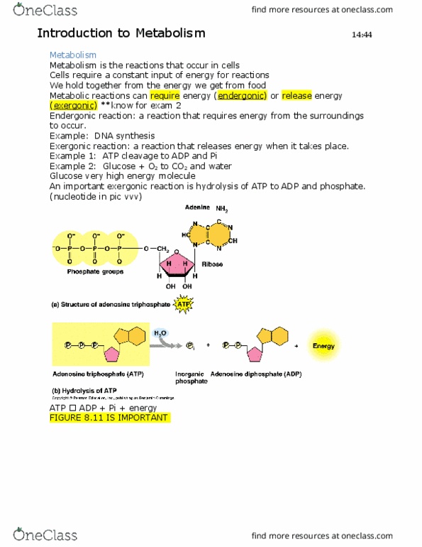 BIOL 1201 Lecture Notes - Lecture 2: Vascular Bundle, Oxaloacetic Acid, Transport Protein thumbnail