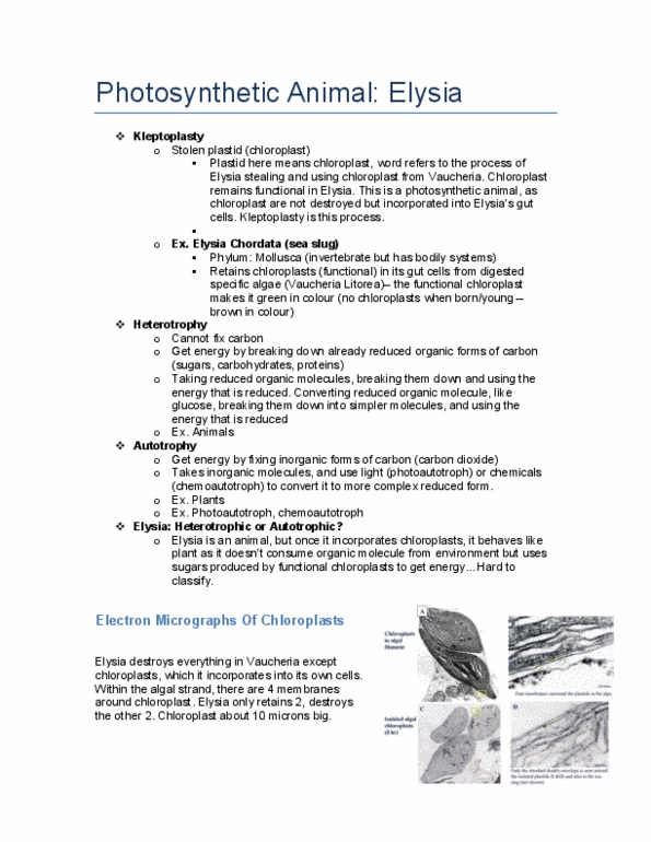 Biology 1002B Lecture Notes - Elysia Chlorotica, Chromosome, Photosynthesis thumbnail