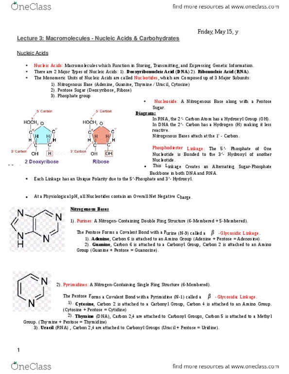 MBB 231 Lecture Notes - Lecture 3: Glycogen, Amylose, Nucleoside thumbnail