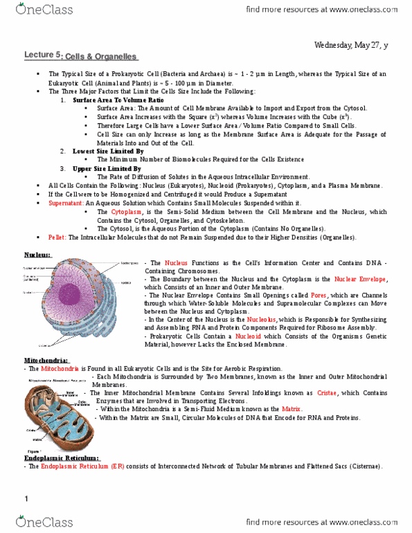 MBB 231 Lecture Notes - Lecture 5: Enzyme, Catalase, Golgi Apparatus thumbnail