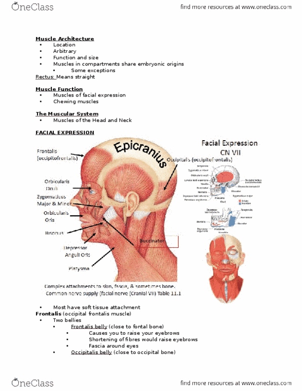 Kinesiology 2222A/B Lecture Notes - Lecture 1: Iliopsoas, Abdominal Wall, Flexor Digitorum Longus Muscle thumbnail