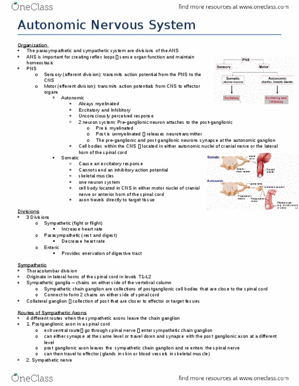 KINESIOL 1Y03 Lecture Notes - Lecture 5: Spinal Nerve thumbnail