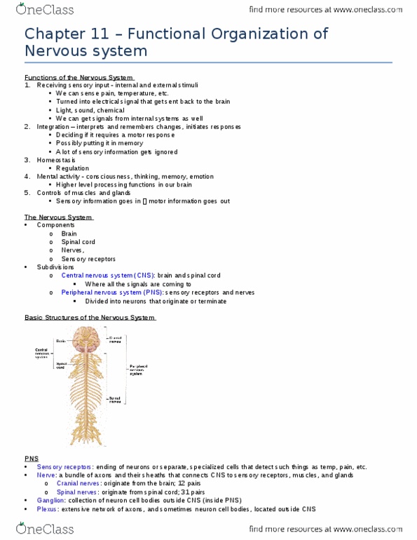 KINESIOL 1Y03 Lecture Notes - Lecture 2: Axoplasm, Axolemma, Microglia thumbnail