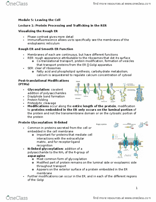 BIOLOGY 2B03 Lecture Notes - Lecture 5: Ern1, Cytosol thumbnail
