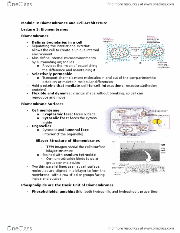 BIOLOGY 2B03 Lecture Notes - Lecture 3: Phospholipid thumbnail