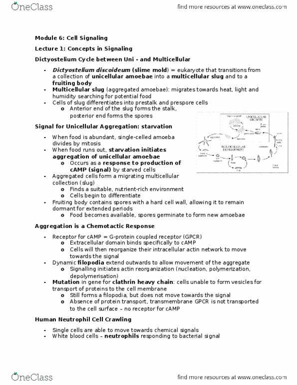 BIOLOGY 2B03 Lecture Notes - Lecture 6: Signal Transduction, Cell Signaling, Codocyte thumbnail