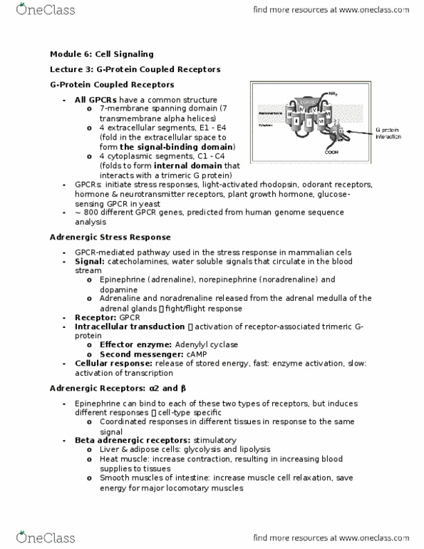 BIOLOGY 2B03 Lecture Notes - Lecture 6: Cytosol, Prostaglandin E1, Gtpase thumbnail