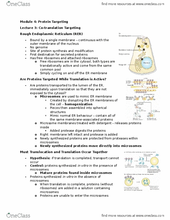 BIOLOGY 2B03 Lecture Notes - Lecture 4: Chloroplast, Transfer Rna, Lysosome thumbnail