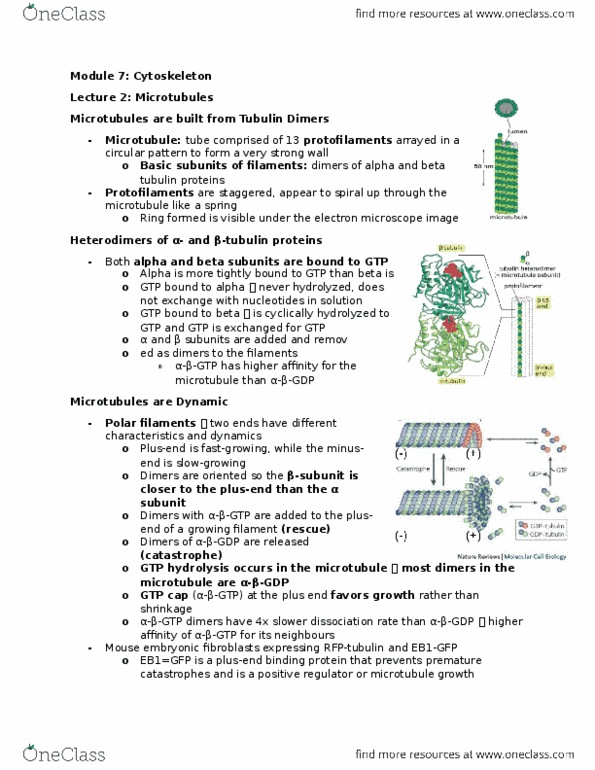 BIOLOGY 2B03 Lecture Notes - Lecture 7: Dynein, Tubulin, Microtubule thumbnail