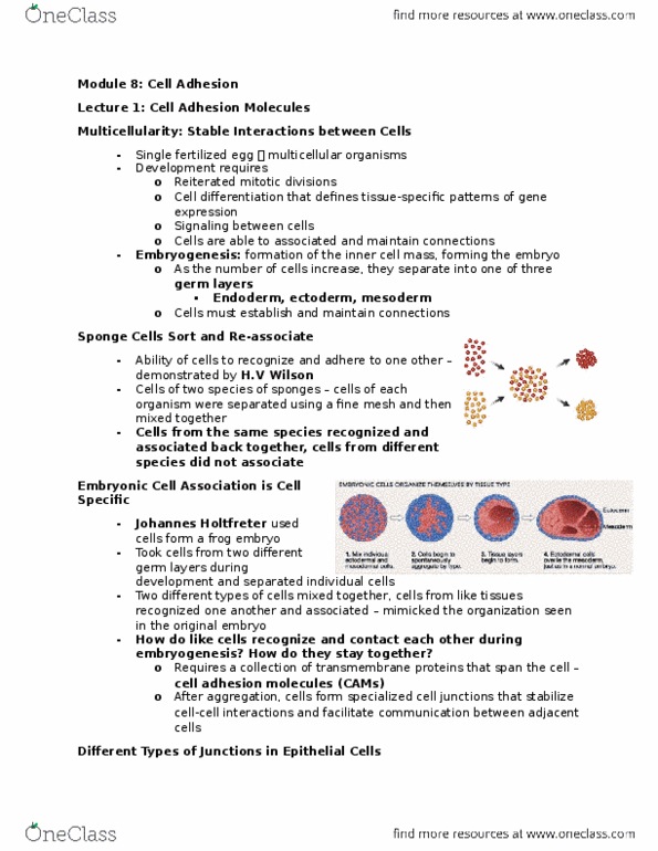 BIOLOGY 2B03 Lecture Notes - Lecture 8: Selectin, Glycoprotein, Neural Cell Adhesion Molecule thumbnail