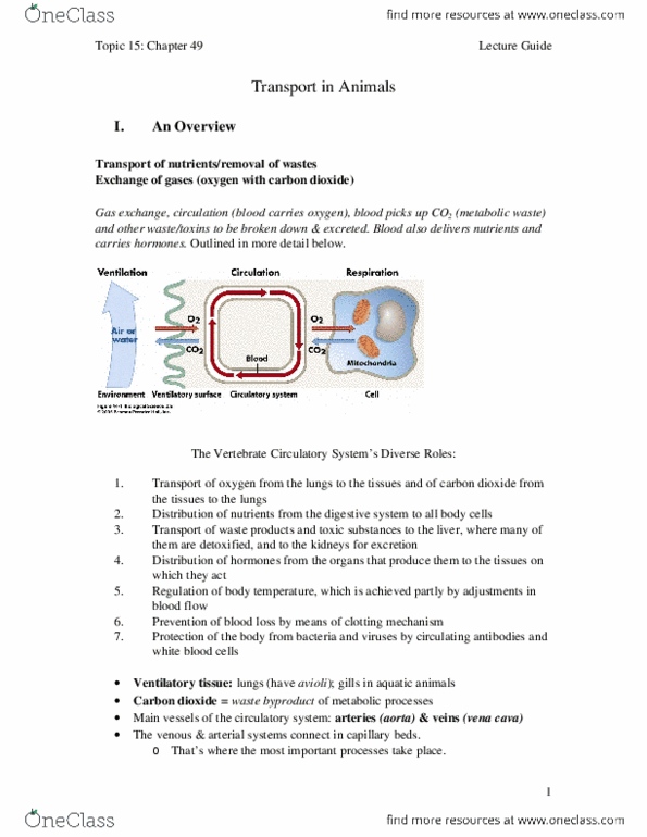 BIO 181 Lecture Notes - Lecture 16: Mitochondrion, Intercalated Disc, Clastic Rock thumbnail