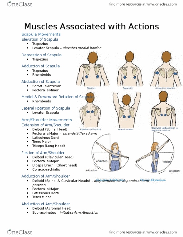 KINE 2031 Lecture Notes - Lecture 1: Metacarpal Bones, Anatomical Terms Of Location thumbnail