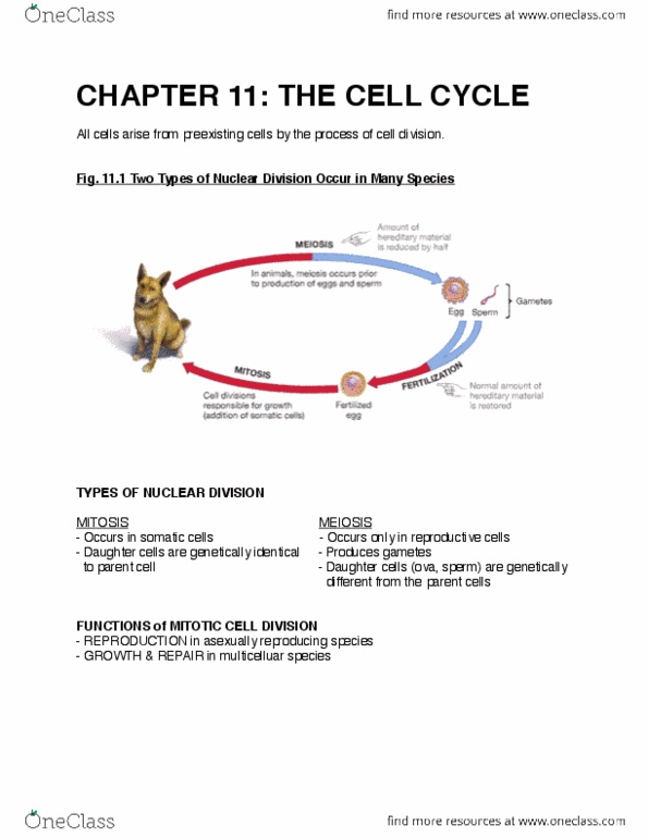 BIOLOGY 1A03 Lecture Notes - Lecture 6: Chromosome, Cell Fusion, Centriole thumbnail