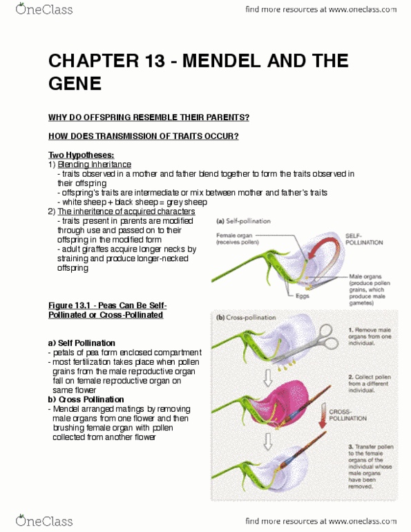 BIOLOGY 1A03 Lecture Notes - Lecture 8: Genetic Recombination, Mendelian Inheritance, Chromosome thumbnail