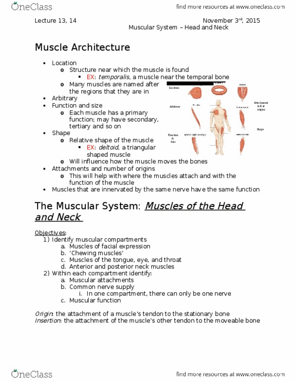 Kinesiology 2222A/B Lecture Notes - Lecture 13: Splenius Cervicis Muscle, Orbicularis Oculi Muscle, Splenius Capitis Muscle thumbnail