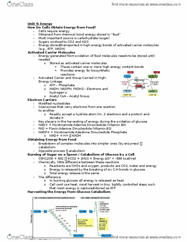 BIOL150 Lecture Notes - Lecture 4: Oxidative Phosphorylation, Atp Synthase, Vitamin B3 Complex thumbnail