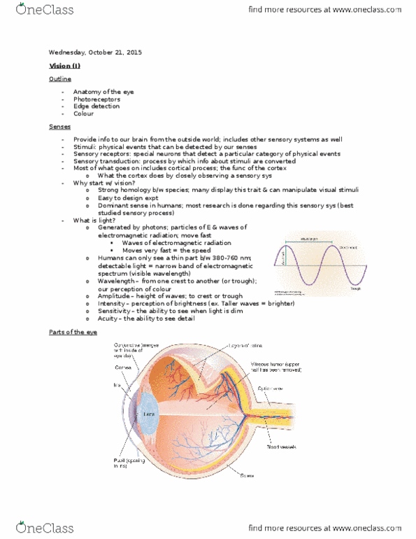 PSYC 271 Lecture Notes - Lecture 10: Sensory Neuron, Extraocular Muscles, Edge Detection thumbnail