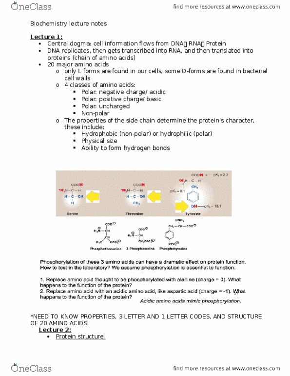Biochemistry 2280A Lecture Notes - Lecture 8: Aspartate Carbamoyltransferase, Pentose, Riboflavin thumbnail